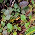 Cardamine resedifolia Lapas