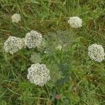 Selinum carvifolia 花