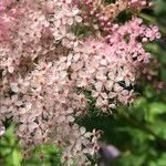 Filipendula rubra Flower