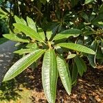 Rhododendron arboreum Листок