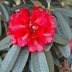 Rhododendron delavayi Çiçek