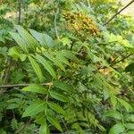 Sorbus scopulina Fulla