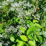 Eupatorium serotinumফুল