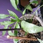 Spathiphyllum floribundum 葉