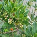 Arbutus andrachne葉