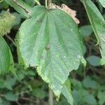 Heliocarpus americanus Лист