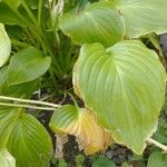 Hosta plantagineaFolha