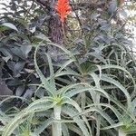 Aloe arborescens برگ