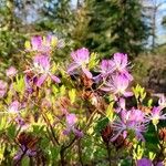 Rhododendron canadense Květ