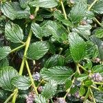 Ceanothus thyrsiflorus Leaf