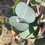 Eucalyptus cinerea Blad