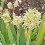 Allium fistulosum Virág