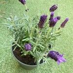 Lavandula stoechasFlor