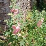 Alcea setosa 整株植物