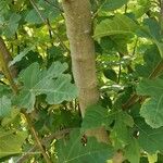 Ficus johannis Bark