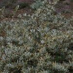 Cneorum pulverulentum आदत