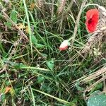 Papaver rhoeas Цвят