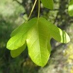 Acer monspessulanum Leaf