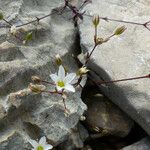 Arenaria provincialis Квітка