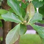 Magnolia kobus Плод