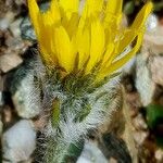 Hieracium villosum Blüte