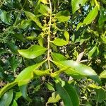 Catha edulis Φύλλο