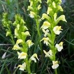 Pedicularis ascendens Flower