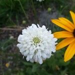 Cephalaria gigantea Blüte