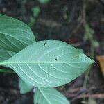 Justicia carthaginensis Feuille