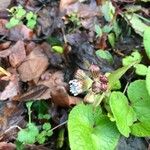 Petasites pyrenaicus Flower