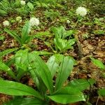 Clintonia umbellulata 葉