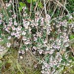 Thymus vulgarisFlower