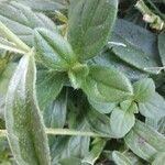 Sideritis hyssopifolia Hoja