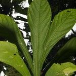 Quararibea pumila Diğer