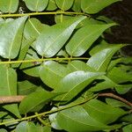 Copaifera aromatica Folla