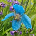 Meconopsis grandis Blüte