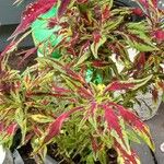 Coleus scutellarioidesЦветок