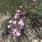 Limonium insigne Flor