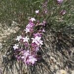 Limonium insigne Flower