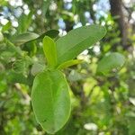 Pyrostria phyllanthoidea Leaf