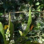 Genista scorpius Fruit
