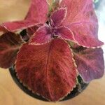 Plectranthus scutellarioidesЛист