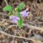 Barleria volkensii फूल