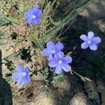 Linum narbonenseBlomma