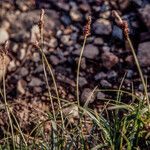 Carex ericetorum Frugt