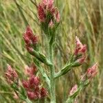 Pseudognaphalium ramosissimum Flower