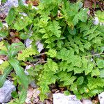 Aposeris foetida Folha