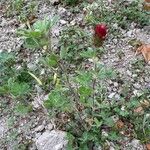 Trifolium incarnatum 葉
