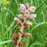 Orobanche caryophyllacea Flor