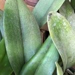 Cattleya lueddemanniana Hoja